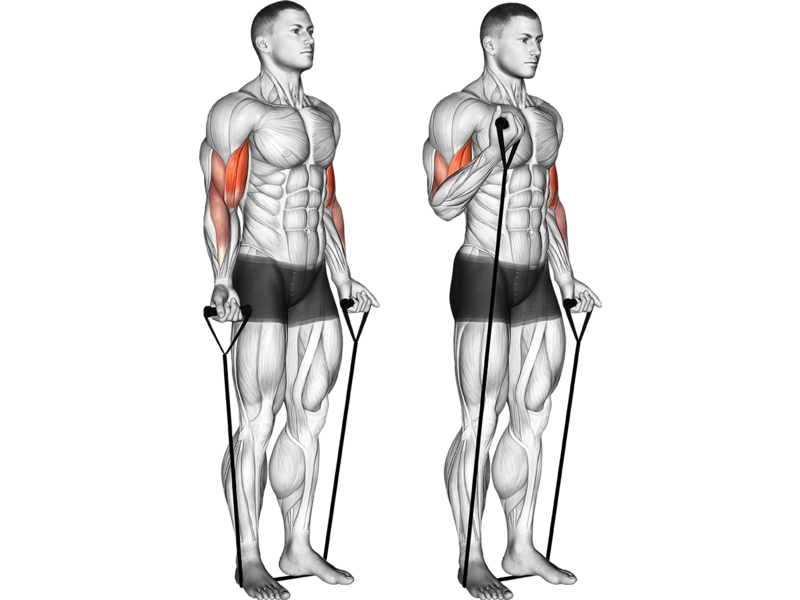 Band Bicep Curl How To Muscles Worked Form Guide Liftosaur
