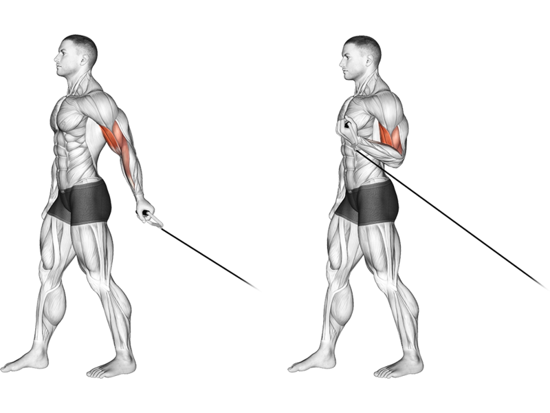 Cable Bicep Curl How To Muscles Worked Form Guide Liftosaur