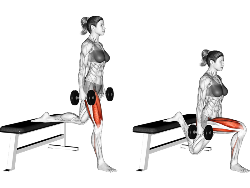 Dumbbell Bulgarian Split Squat How To Muscles Worked Form Guide Dumbbell Bulgarian Split Squat How To Muscles Worked Form Guide