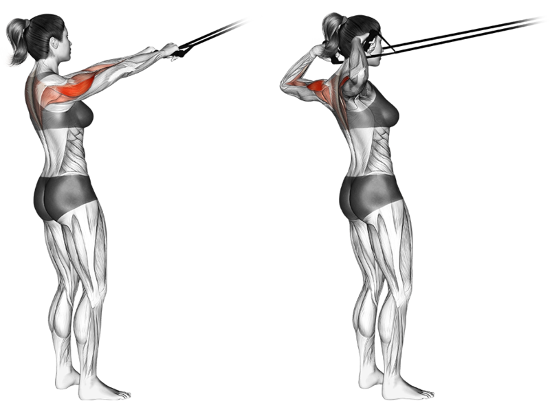 Band Face Pull How To Muscles Worked Form Guide Liftosaur