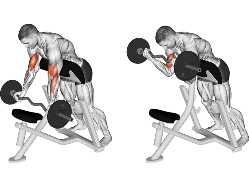 EZ Bar Preacher Curl How To Muscles Worked Form Guide Liftosaur EZ Bar Preacher Curl How To Muscles Worked Form Guide Liftosaur